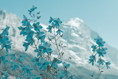 Flower  in Swiss Alps - snow capped mountains and deep valleys, stunning view, breath-taking panoramaの写真素材