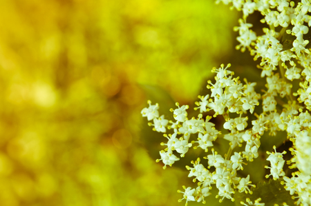 Flowers elderberry, Sambucus nigra, elderberry, flower, with copyspaceの写真素材