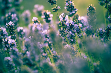 Lavender flower, violet Lavender flowers in nature with copy space, Lavandulaの写真素材