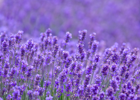 Lavender flower, violet Lavender flowers in nature with copy space, Lavandulaの写真素材