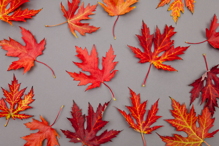 Pattern of autumn colorful fallen leaves on grey background with copy space