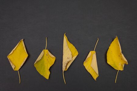 Pattern of autumn colorful fallen leaves on dark grey background with copy space