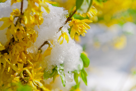 Blooming Border Forsythia after snowfall, landscape shrubの写真素材