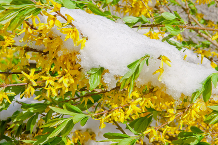 Blooming Border Forsythia after snowfall, landscape shrubの写真素材