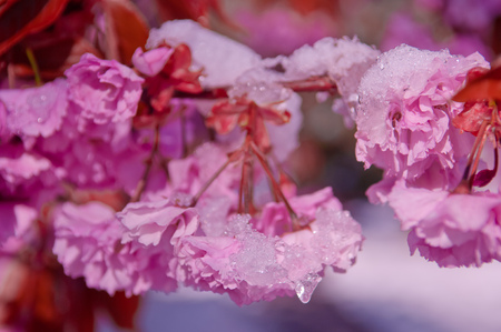 Blooming cherry tree  after snowfall. Japanese cherry tree Prunus serrulata, sakura or cherry blossomの写真素材