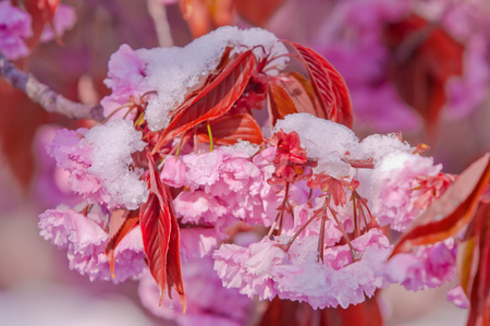 Blooming cherry tree  after snowfall. Japanese cherry tree Prunus serrulata, sakura or cherry blossomの写真素材