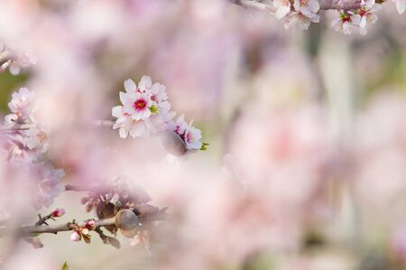 Almond blossom, full bloom, blooming almond tree in Marchの写真素材