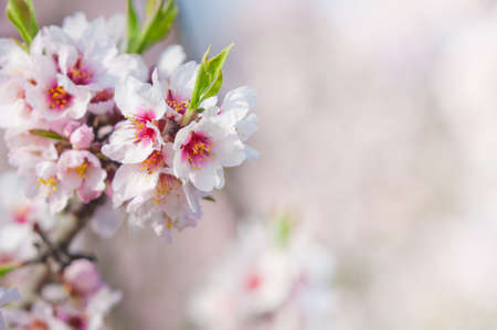 Almond blossom, full bloom, blooming almond tree in Marchの写真素材