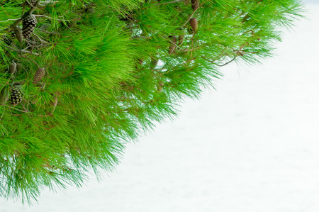 Croatian coastal pine