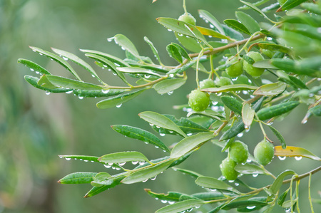 Mediterranean olive trees and olive branches copy spaceの写真素材