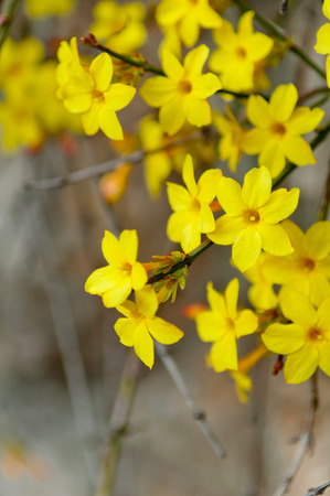 Winter jasmine or Jasminum nudiflorum deciduous shrub blooming with yellow flowers in early springの写真素材