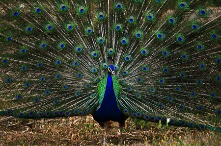 Bright colorful peacock with its colourful tail fully openedの写真素材