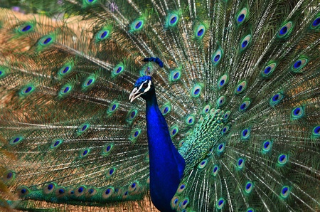 Bright colorful peacock with its colourful tail fully openedの写真素材