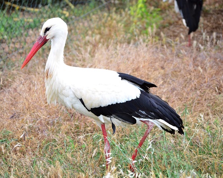Stork on his long legsの写真素材