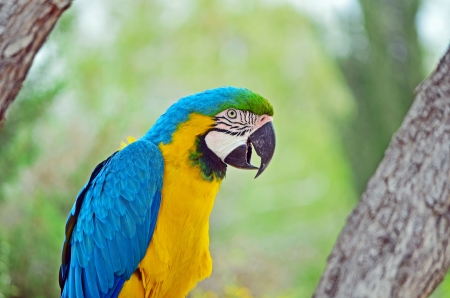 PARROT SITTING ON A BRANCH, BALI (INDONESIA) の写真素材