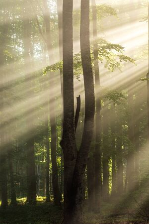 Beautiful morning in the wilderness foggy forest. Sun rays through the trees.の写真素材