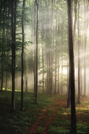 Foggy forest in the wilderness. landscape with bright sunlight through trees. Scenic woodland glowing sun raysの写真素材