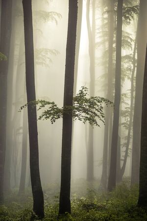 Beautiful sunrise in the foggy beech forest in summer season. Nature backgroundの写真素材