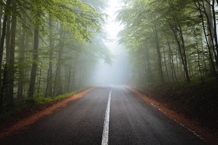 Majestic Forest road in a green foggy forestの写真素材