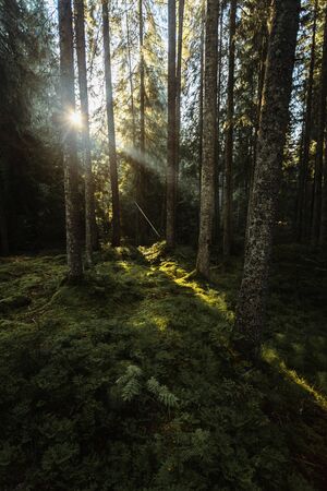 Mystical forest with green plants at sunriseの写真素材