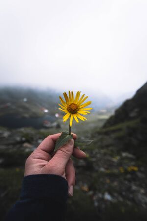 Hiker man holding mountain flowers in handの写真素材