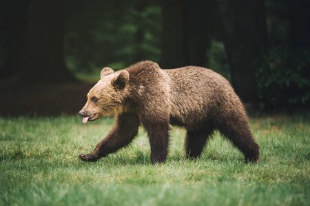 Wild brown bear walking in the forestの写真素材