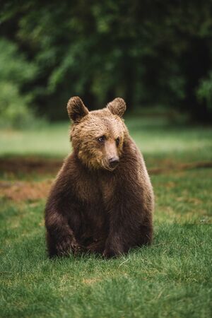 Wild young brown bear portraitの写真素材