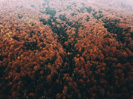 Full frame shot of colorful forest from above