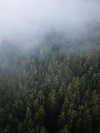 Full frame shot of evergreen pine trees from aboveの写真素材
