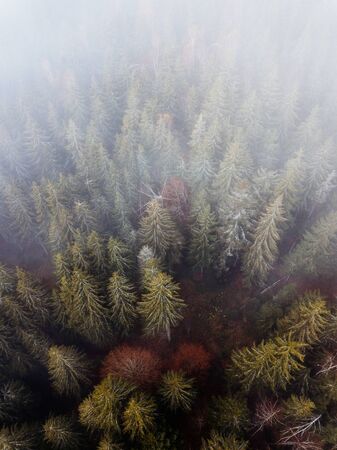 misty autumn forest, top down aerial from above.