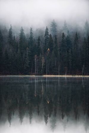 Beautiful foggy autumn forest,trees reflection on lake.の写真素材