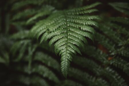 Backround of fresh green fern leafs in the forest of Transylvania. Nature backgroundの写真素材