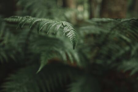 Wonderful fern leaves background.の写真素材