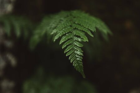 Wallpaper of fresh green fern leafs in the wilderness forest.の写真素材