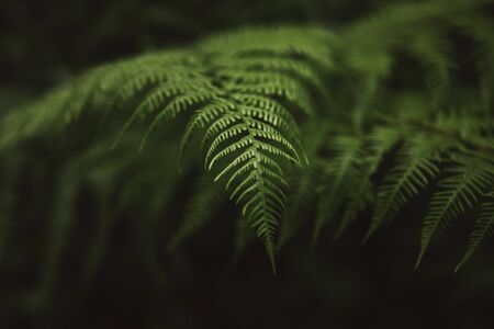 Perfect natural fern pattern. Nature backgroundの写真素材