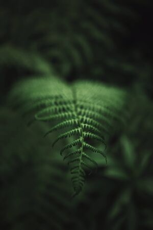 Close up of natural green fresh fern lesaves in the forest.の写真素材