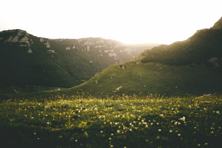 Mountain landscape with green grass and flowers at sunset. Vintage filter.の写真素材