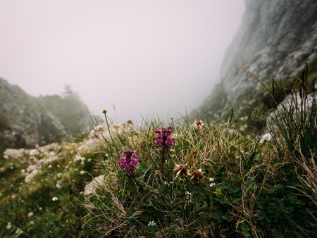Wild orchids in the foggy mountains. Beautiful summer landscape.の写真素材