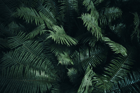 Close up of green fern leaves texture background. Dark tone.の写真素材