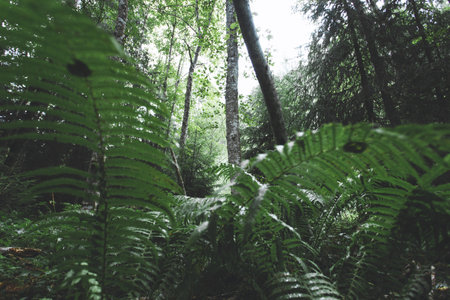Tropical rainforest with ferns in the rainforestの写真素材