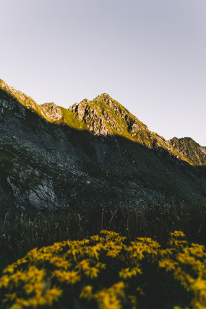 Mountain landscape with yellow wildflowers and grass under blue skyの写真素材