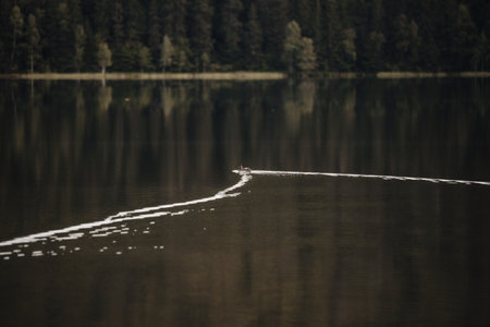 Fishing boat on the lake in the forest. Tatra Mountains, Polandの写真素材
