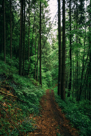 Path in the green forest. Forest trail in the forest with treesの写真素材