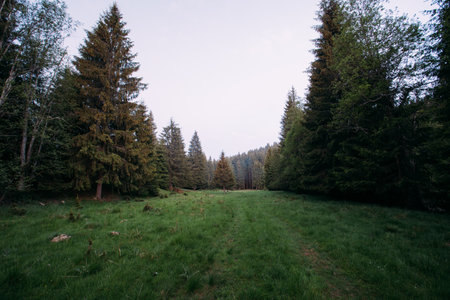 Landscape of green meadows and pine trees in the summer.