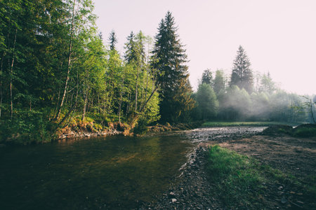 Misty morning on the mountain river in summer. Toned.の写真素材