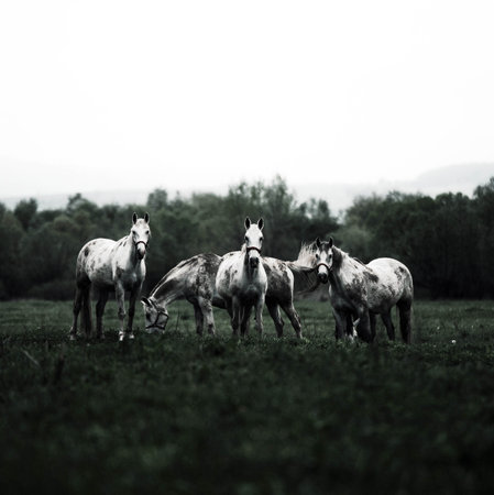 Herd of horses grazing in the meadow. Vintage Toned.の写真素材