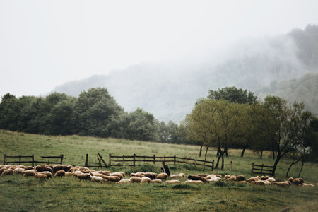 Flock of sheep on the meadow in foggy day.の写真素材