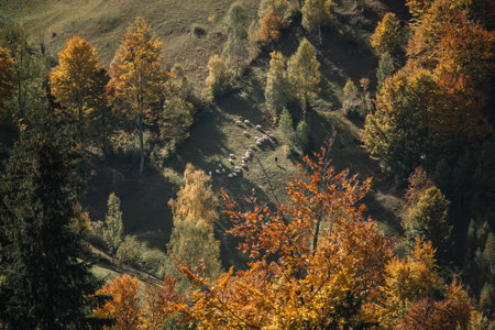 Autumn landscape with colorful forest and herd of sheep in the mountainsの写真素材