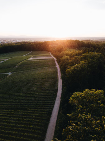 Aerial view of vineyards in the countryside at sunset. Drone photography.の写真素材