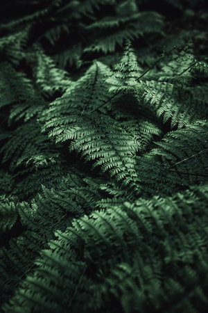 Beautiful green fern leaves in the forest. Selective focus. Toned.の写真素材